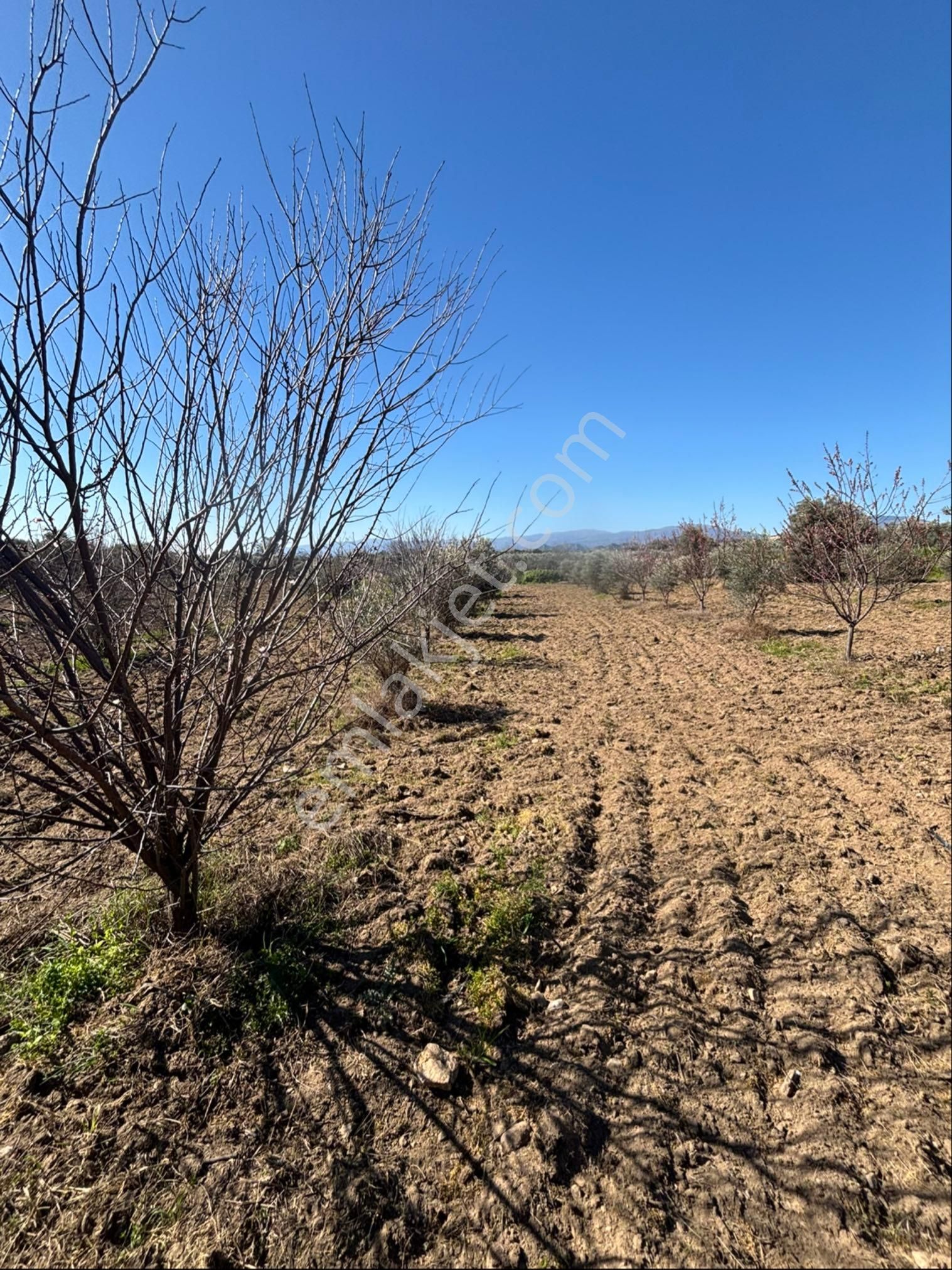 Sezgin Emlak Dan Satılık Zeytinlik Ve Kayısı Bahçesi - Görsel 20