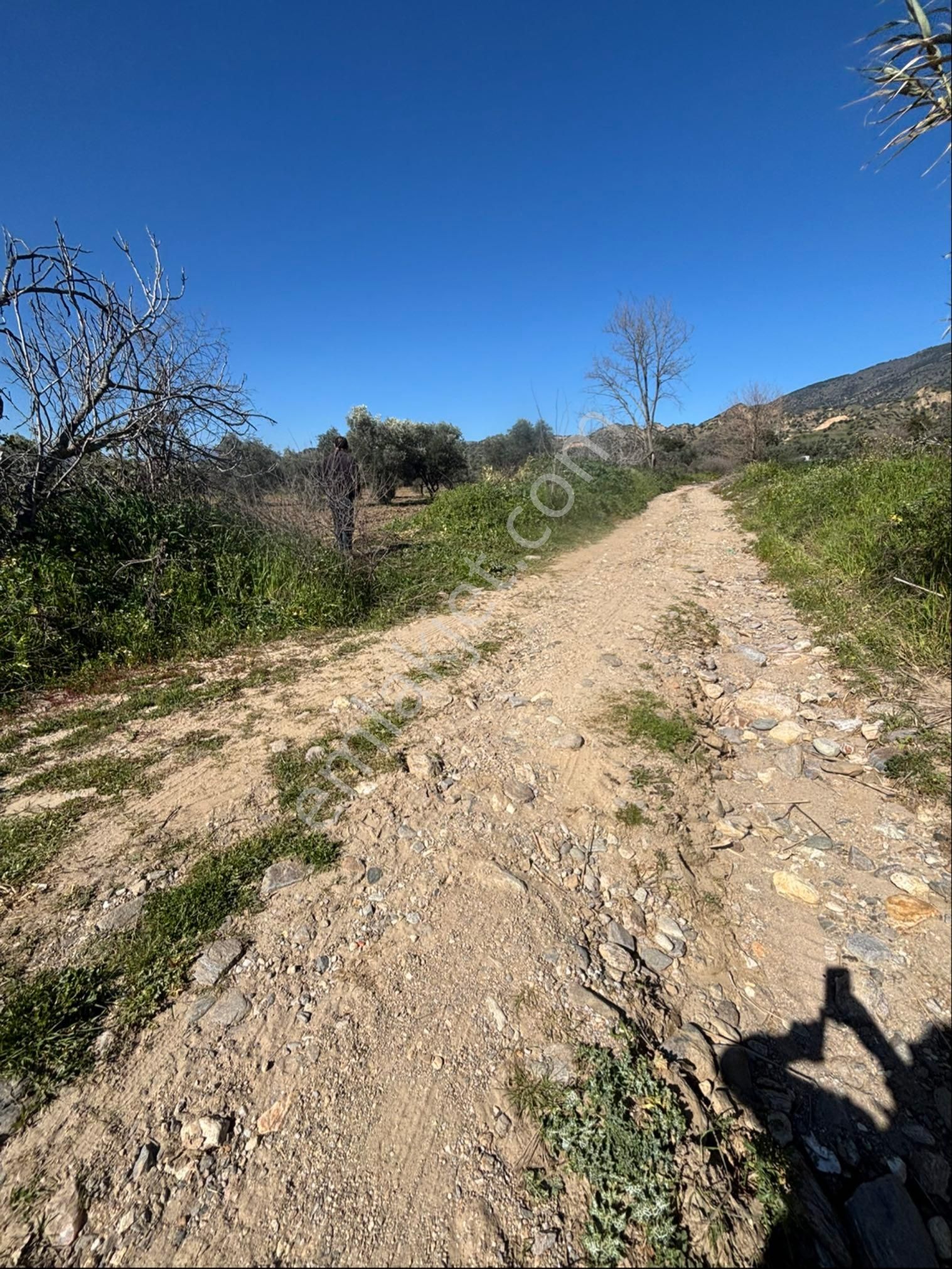 Sezgin Emlak Dan Satılık Zeytinlik Ve Kayısı Bahçesi - Görsel 6