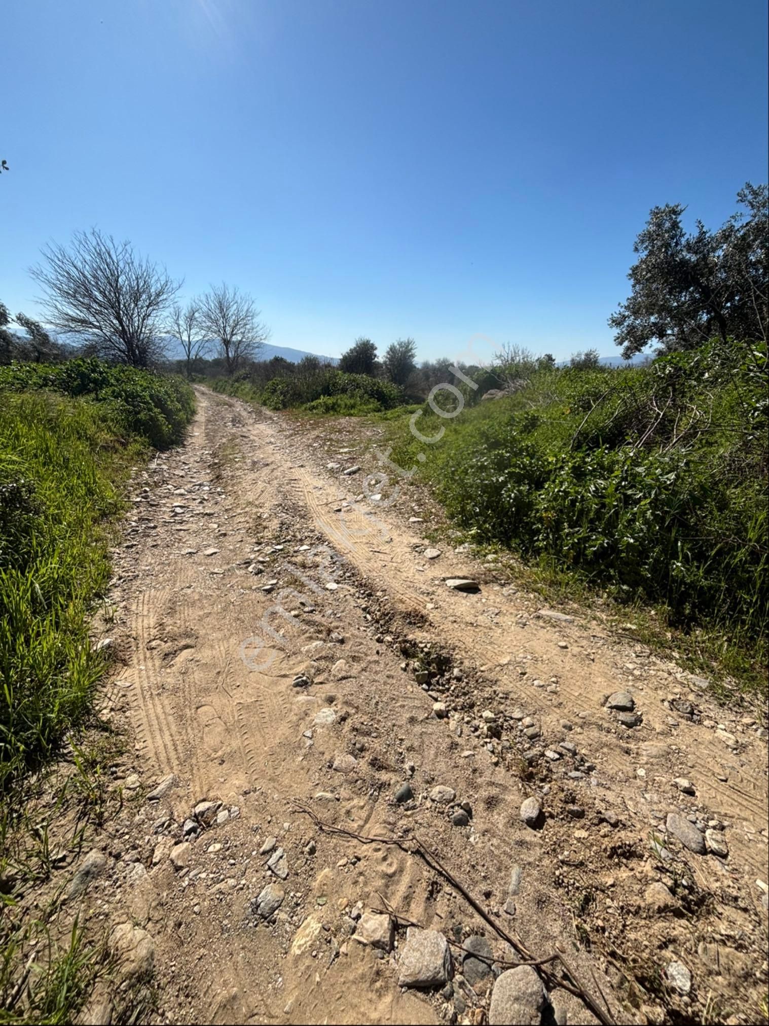 Sezgin Emlak Dan Satılık Zeytinlik Ve Kayısı Bahçesi - Görsel 4