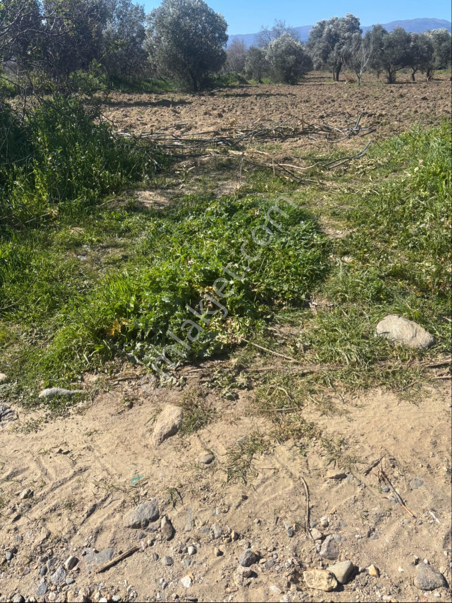Sezgin Emlak Dan Satılık Zeytinlik Ve Kayısı Bahçesi - Görsel 2