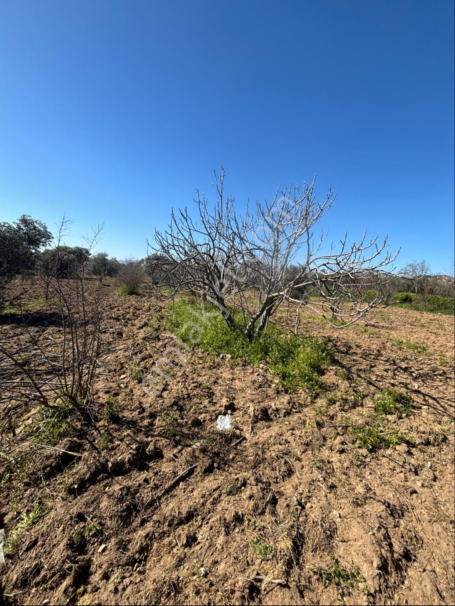 Sezgin Emlak Dan Satılık Zeytinlik Ve Kayısı Bahçesi - Görsel 13