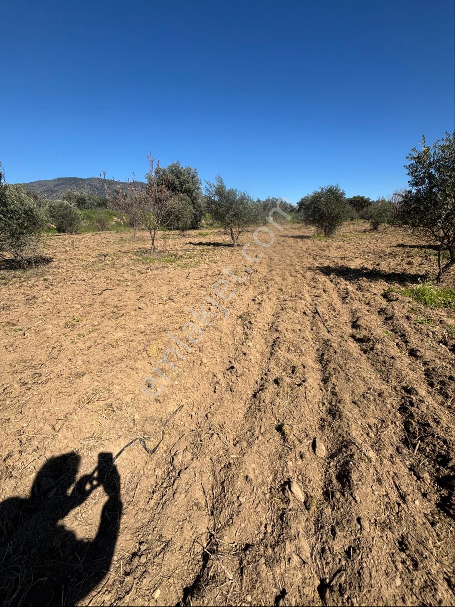 Sezgin Emlak Dan Satılık Zeytinlik Ve Kayısı Bahçesi - Görsel 26