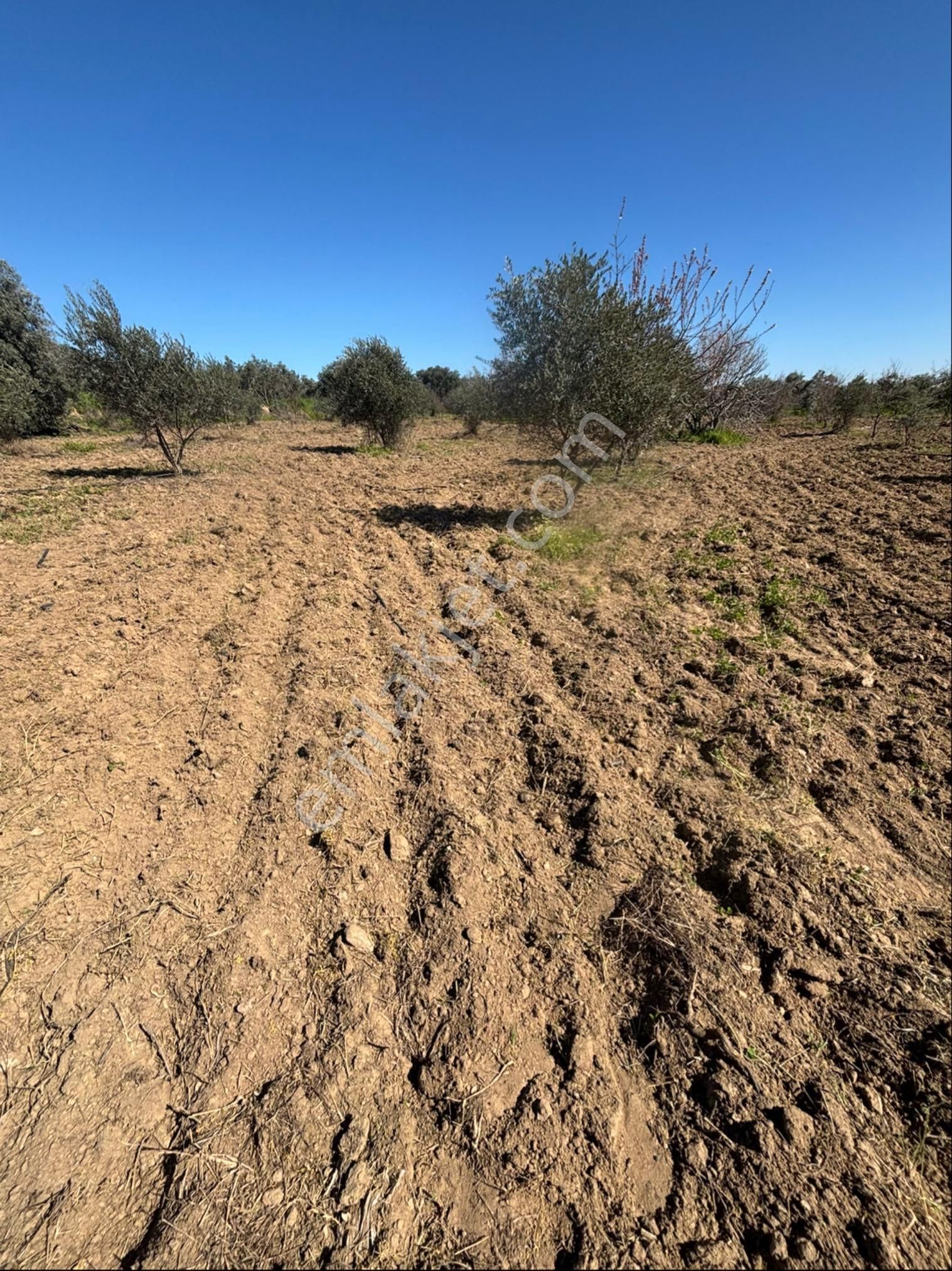 Sezgin Emlak Dan Satılık Zeytinlik Ve Kayısı Bahçesi - Görsel 18