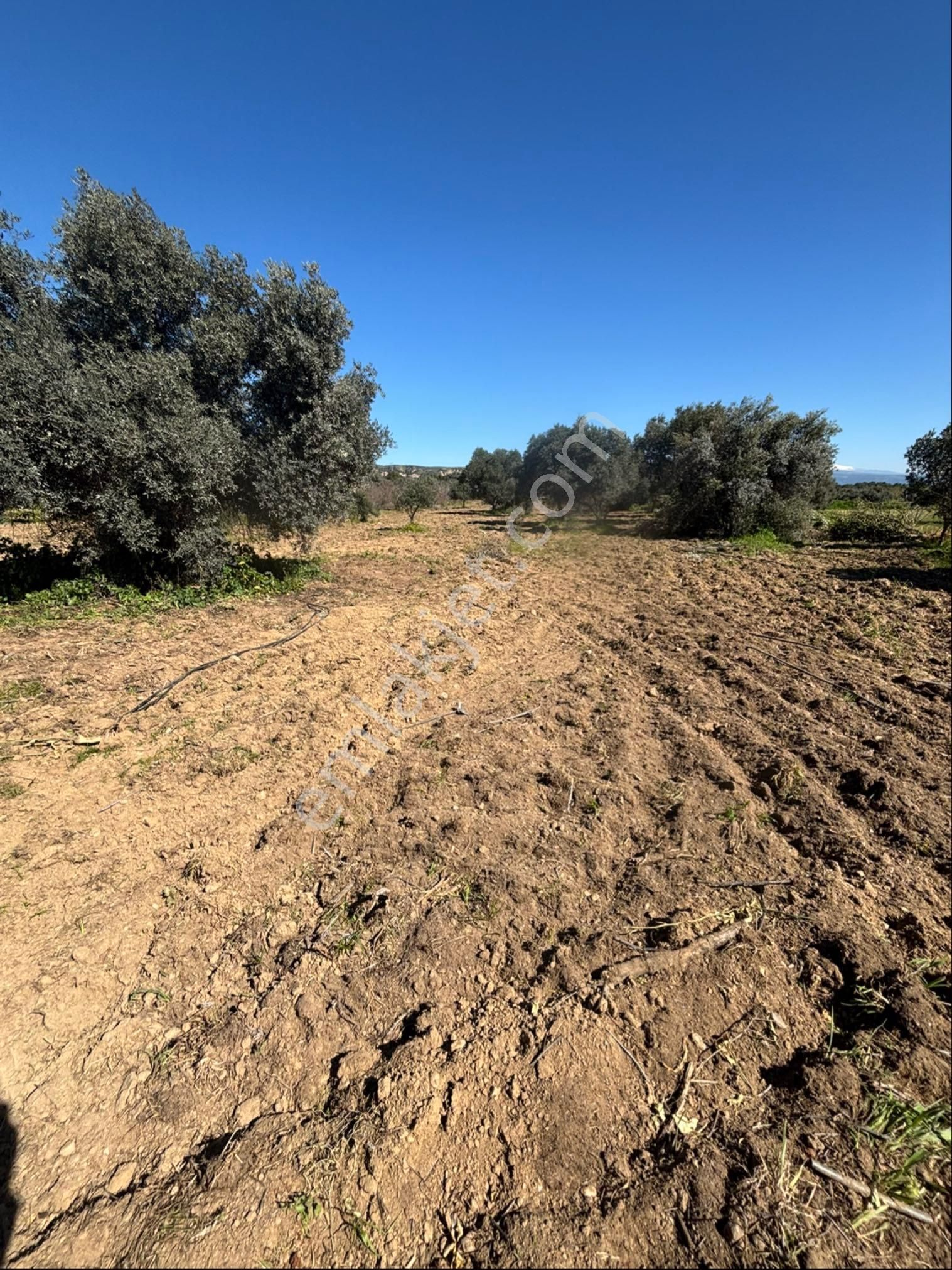Sezgin Emlak Dan Satılık Zeytinlik Ve Kayısı Bahçesi - Görsel 29