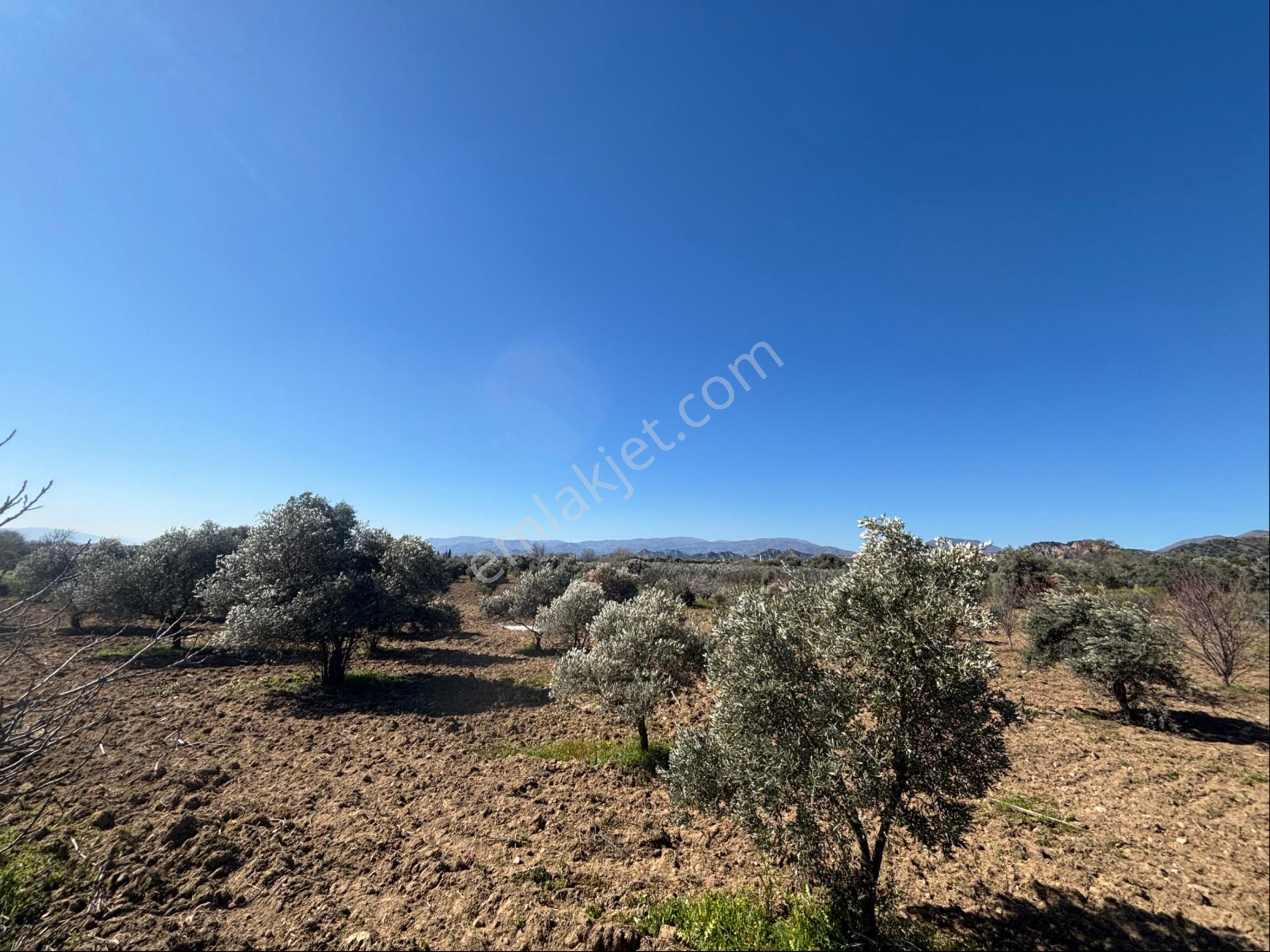 Sezgin Emlak Dan Satılık Zeytinlik Ve Kayısı Bahçesi - Görsel 35