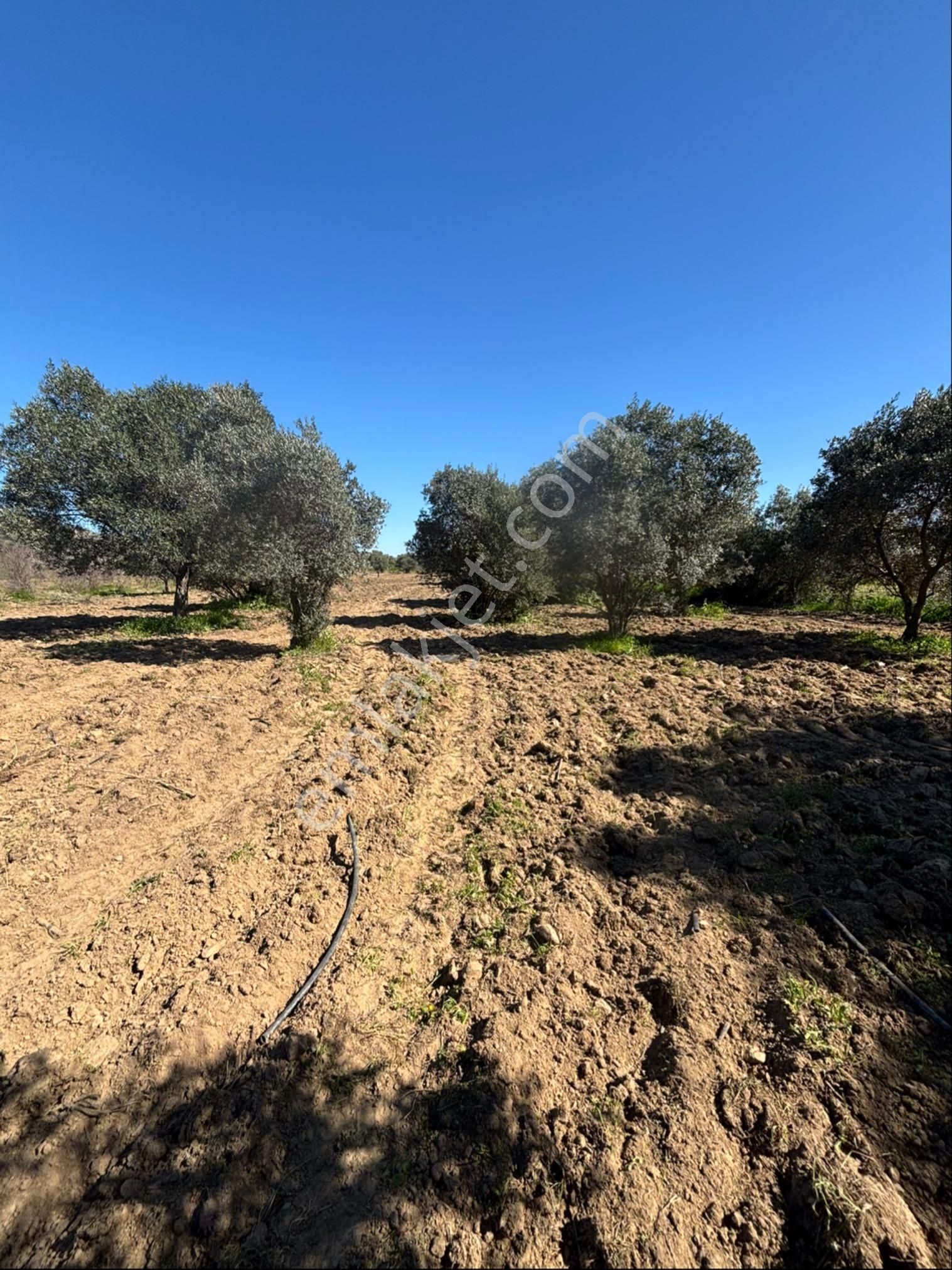 Sezgin Emlak Dan Satılık Zeytinlik Ve Kayısı Bahçesi - Görsel 31