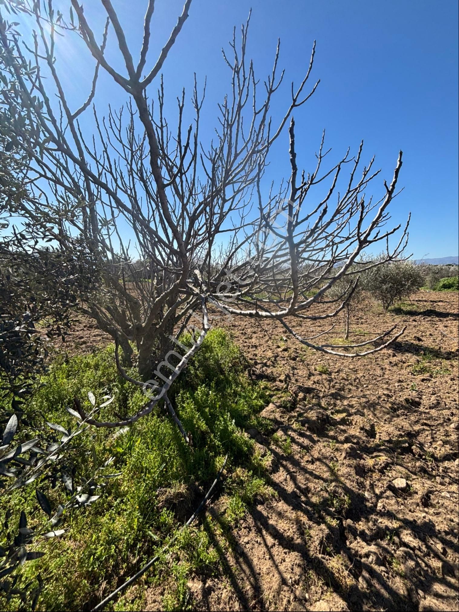 Sezgin Emlak Dan Satılık Zeytinlik Ve Kayısı Bahçesi - Görsel 19