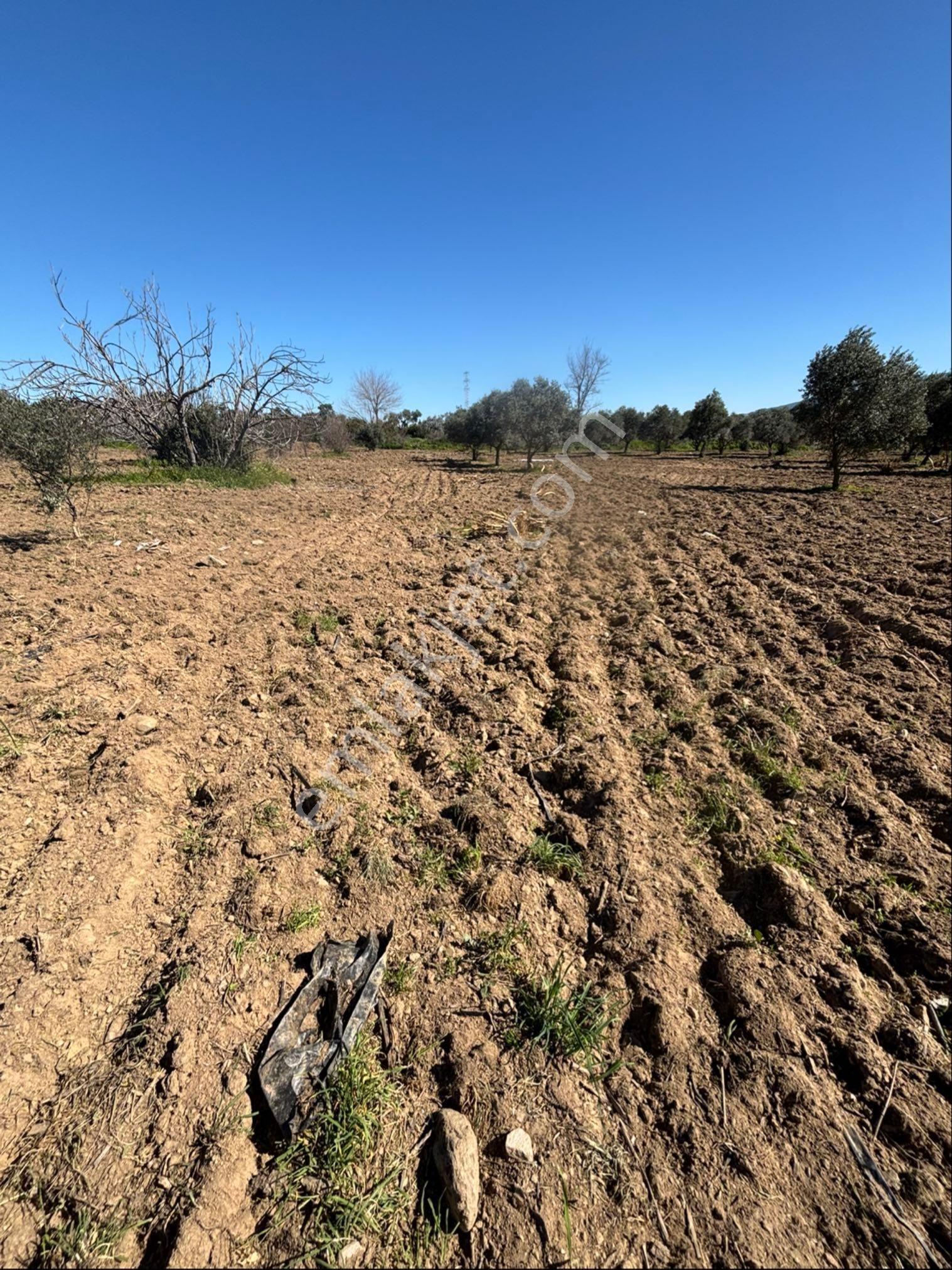 Sezgin Emlak Dan Satılık Zeytinlik Ve Kayısı Bahçesi - Görsel 27