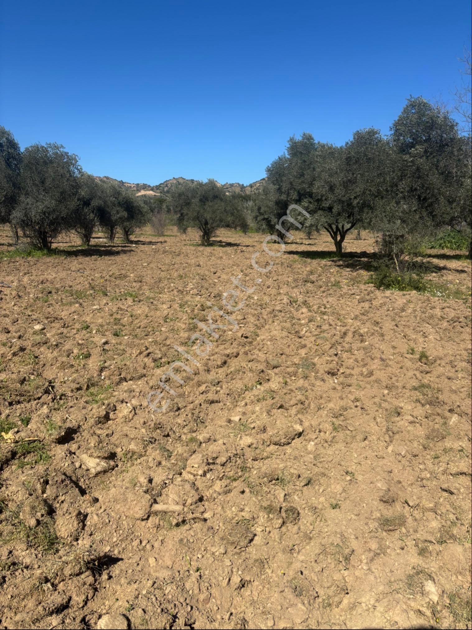 Sezgin Emlak Dan Satılık Zeytinlik Ve Kayısı Bahçesi - Görsel 7