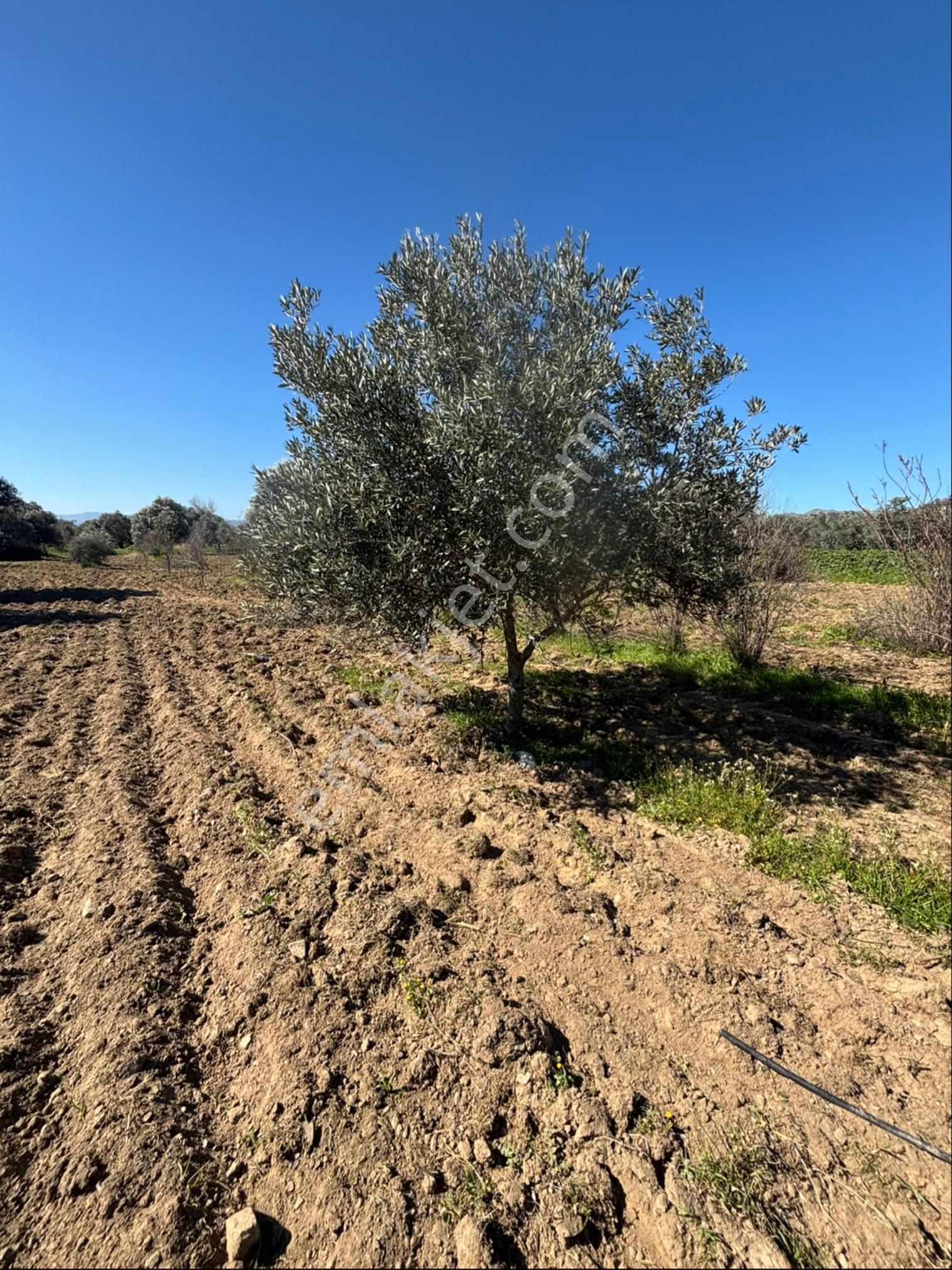 Sezgin Emlak Dan Satılık Zeytinlik Ve Kayısı Bahçesi - Görsel 12