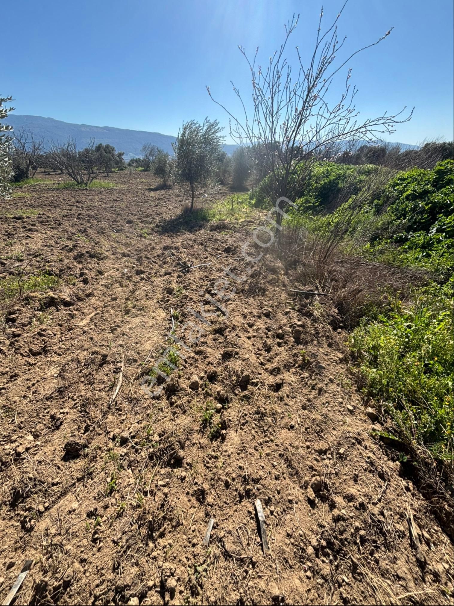 Sezgin Emlak Dan Satılık Zeytinlik Ve Kayısı Bahçesi - Görsel 14