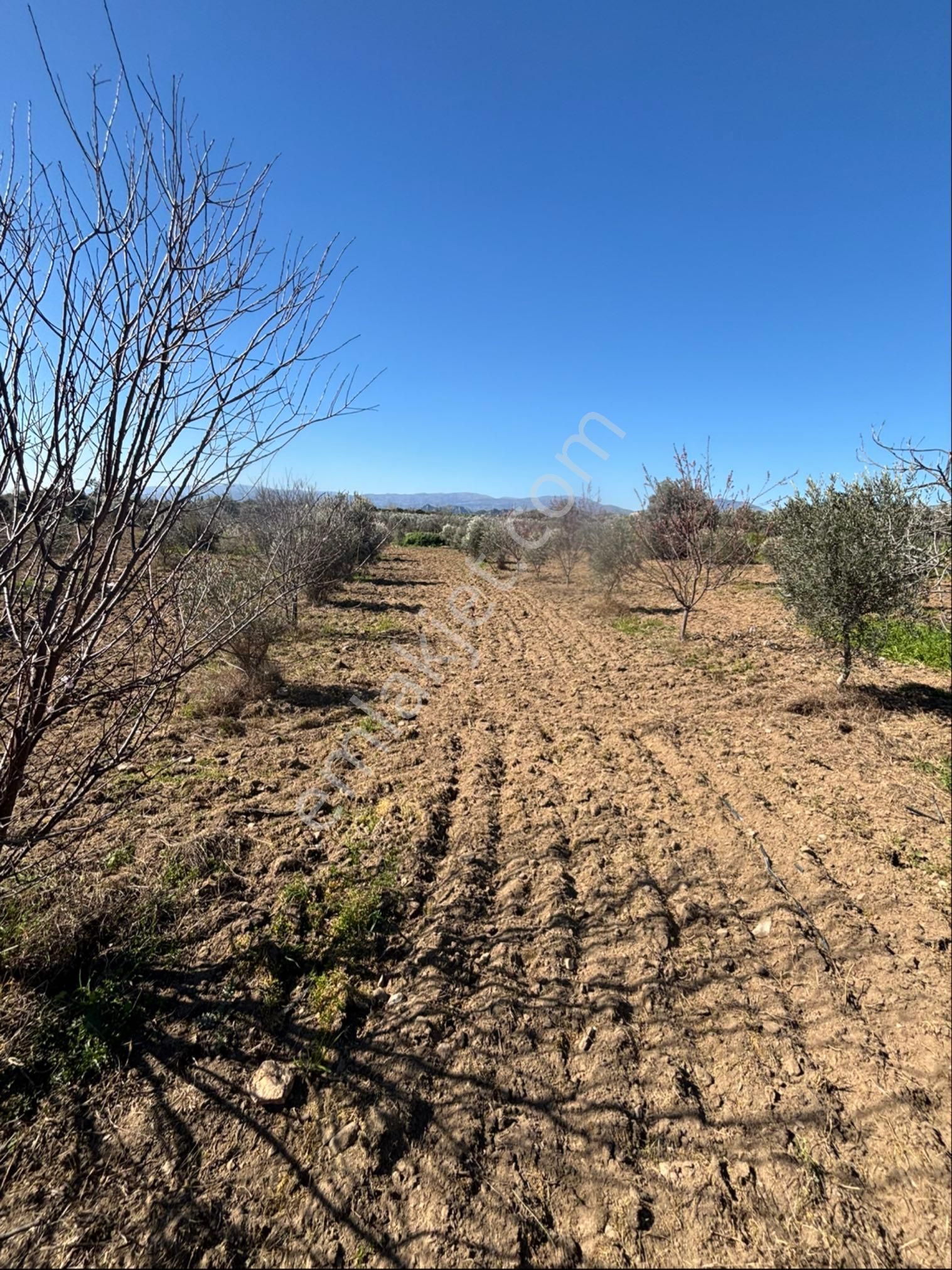 Sezgin Emlak Dan Satılık Zeytinlik Ve Kayısı Bahçesi - Görsel 23