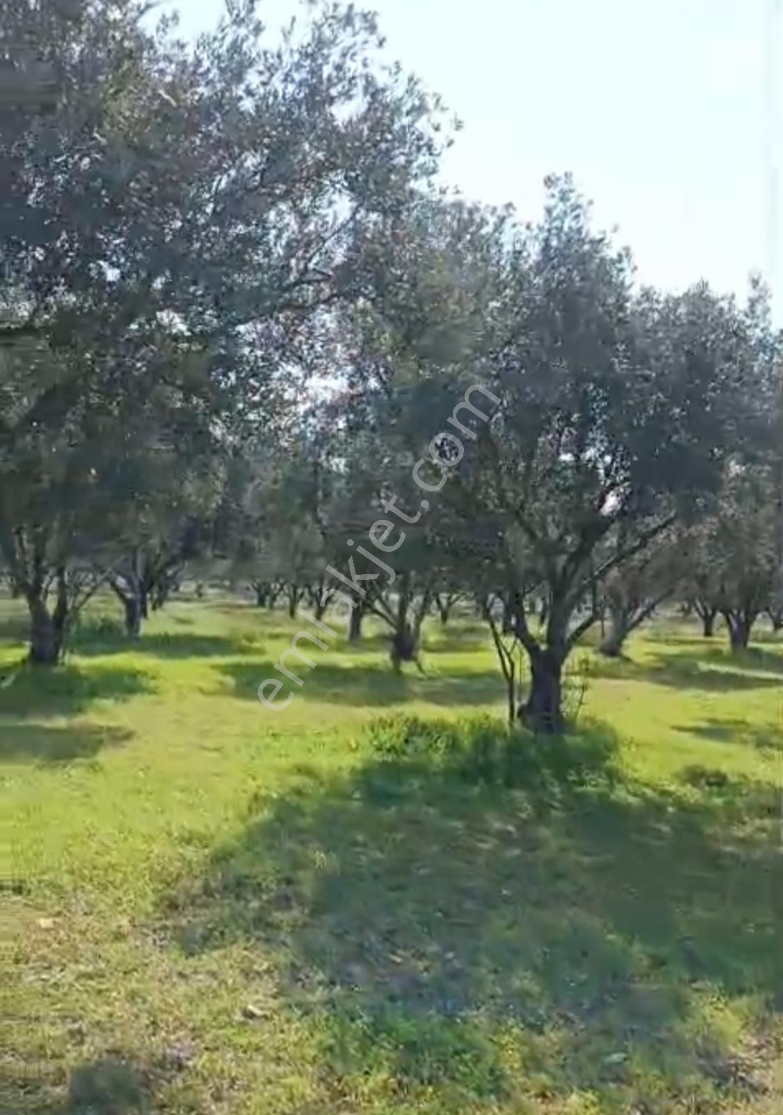 Foça Gerenköy'de 150 Adet Zeytin Ağaçlı 5106 M2 Zeytinlik - Görsel 7