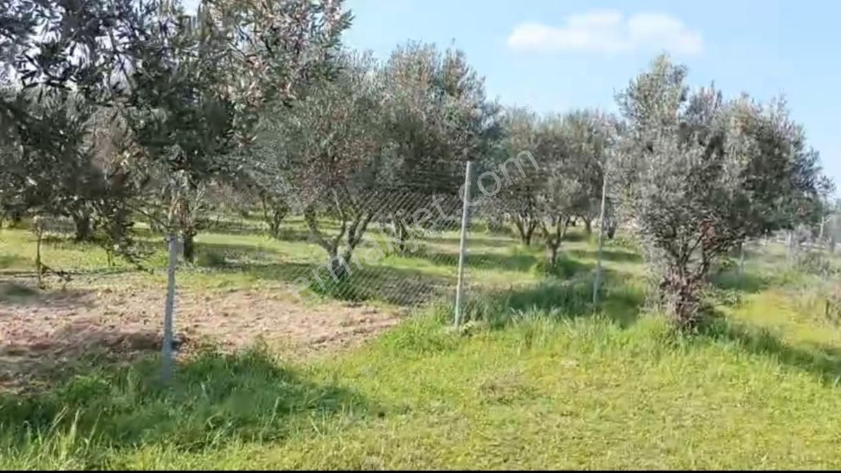 Foça Gerenköy'de 150 Adet Zeytin Ağaçlı 5106 M2 Zeytinlik
