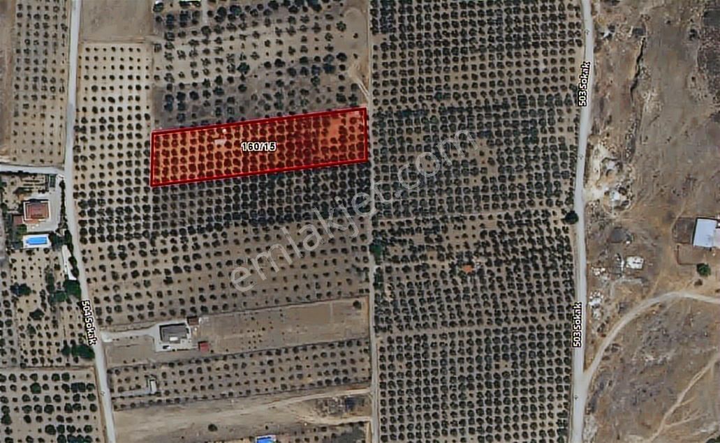 Foça Gerenköy'de 150 Adet Zeytin Ağaçlı 5106 M2 Zeytinlik - Görsel 2