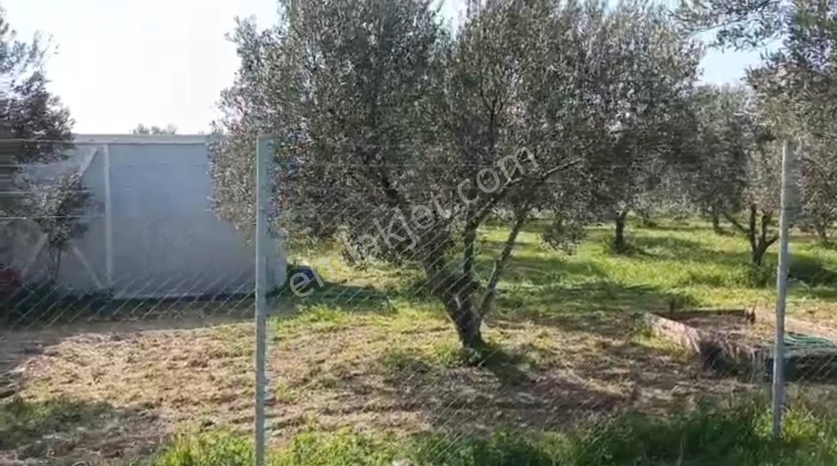 Foça Gerenköy'de 150 Adet Zeytin Ağaçlı 5106 M2 Zeytinlik - Görsel 4