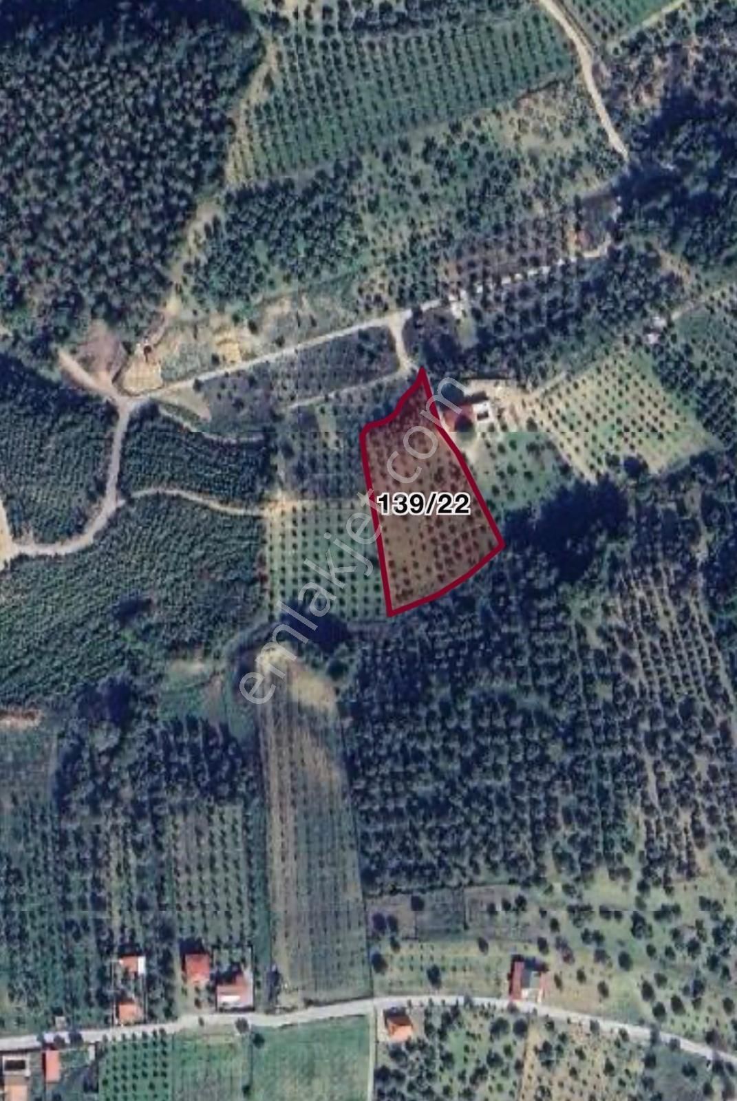 Demetten Torbalı Bozköyde Satılık Tarla Zeytinlik... - Görsel 2