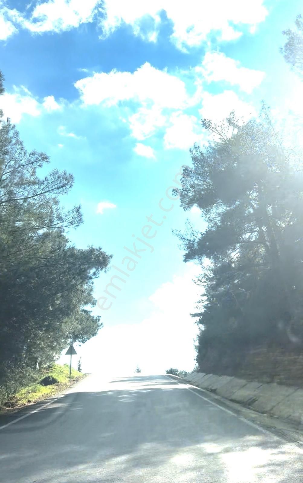 Demetten Torbalı Bozköyde Satılık Tarla Zeytinlik...