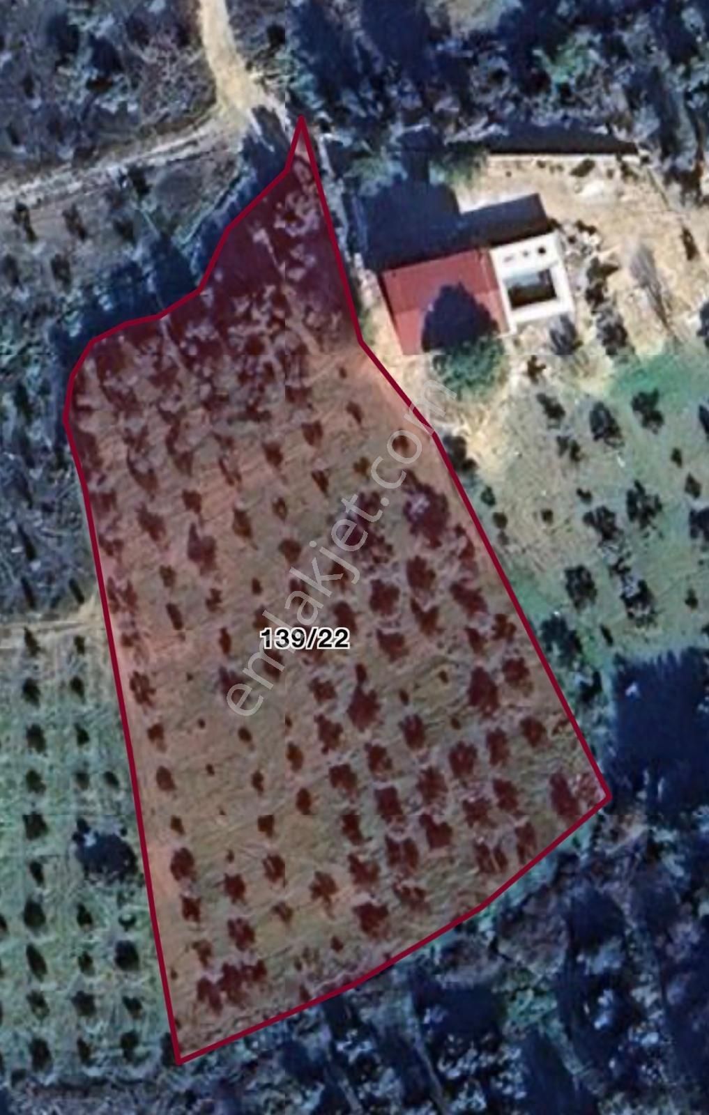 Demetten Torbalı Bozköyde Satılık Tarla Zeytinlik... - Görsel 9