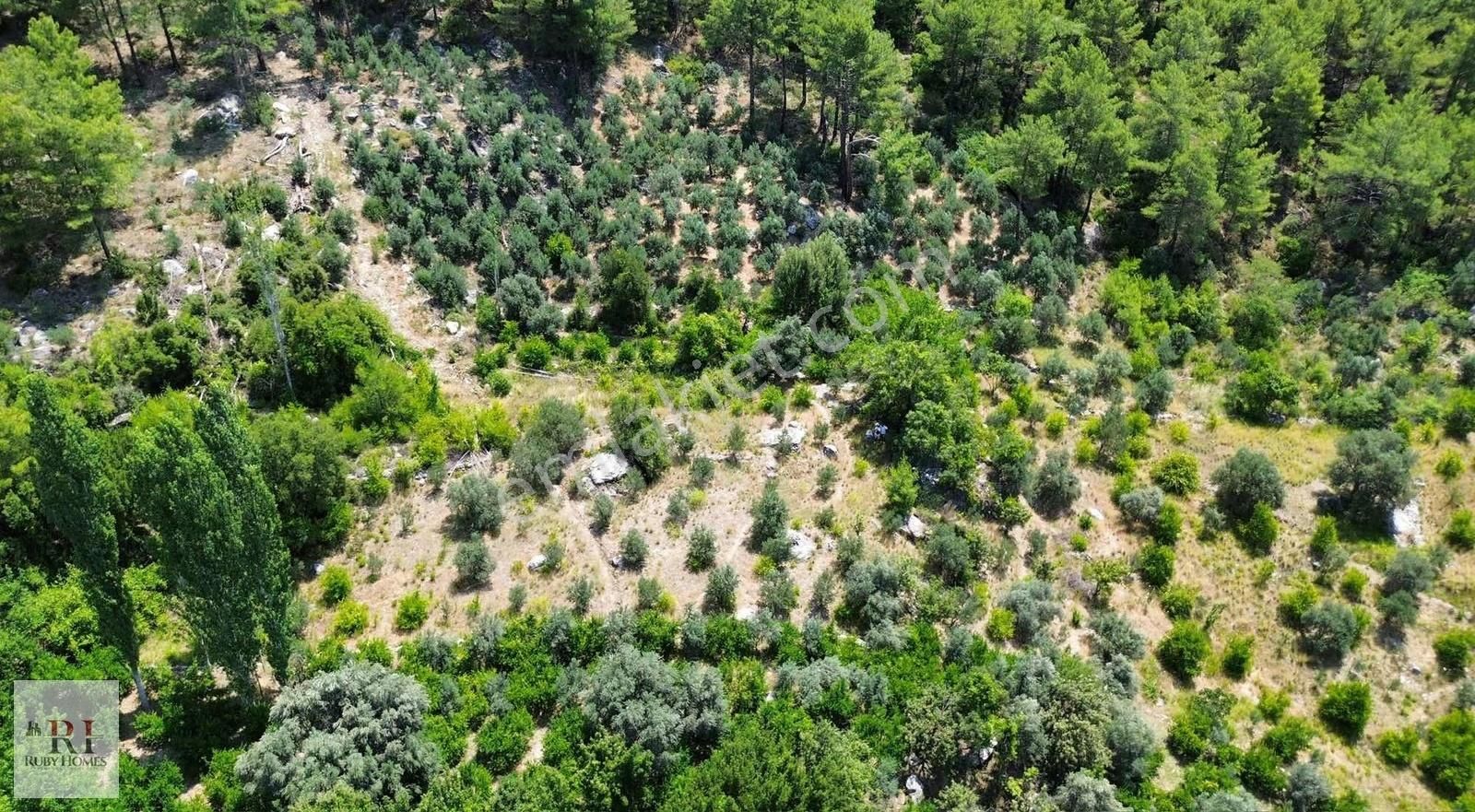 Seydikemer Örende Yatırımlık 1595m2 Arazi