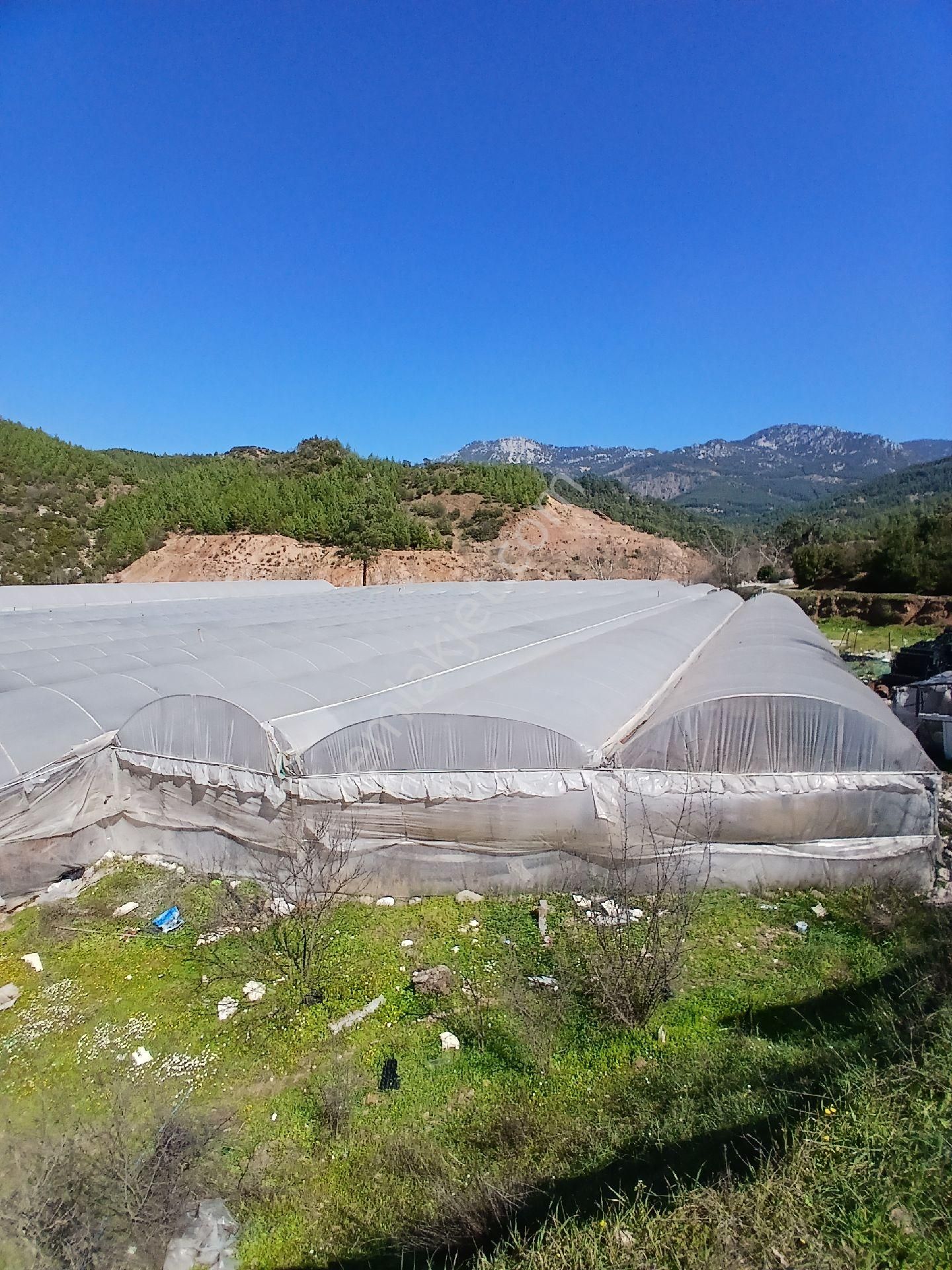 ‼️acil‼️ Satılık Hazır Sera