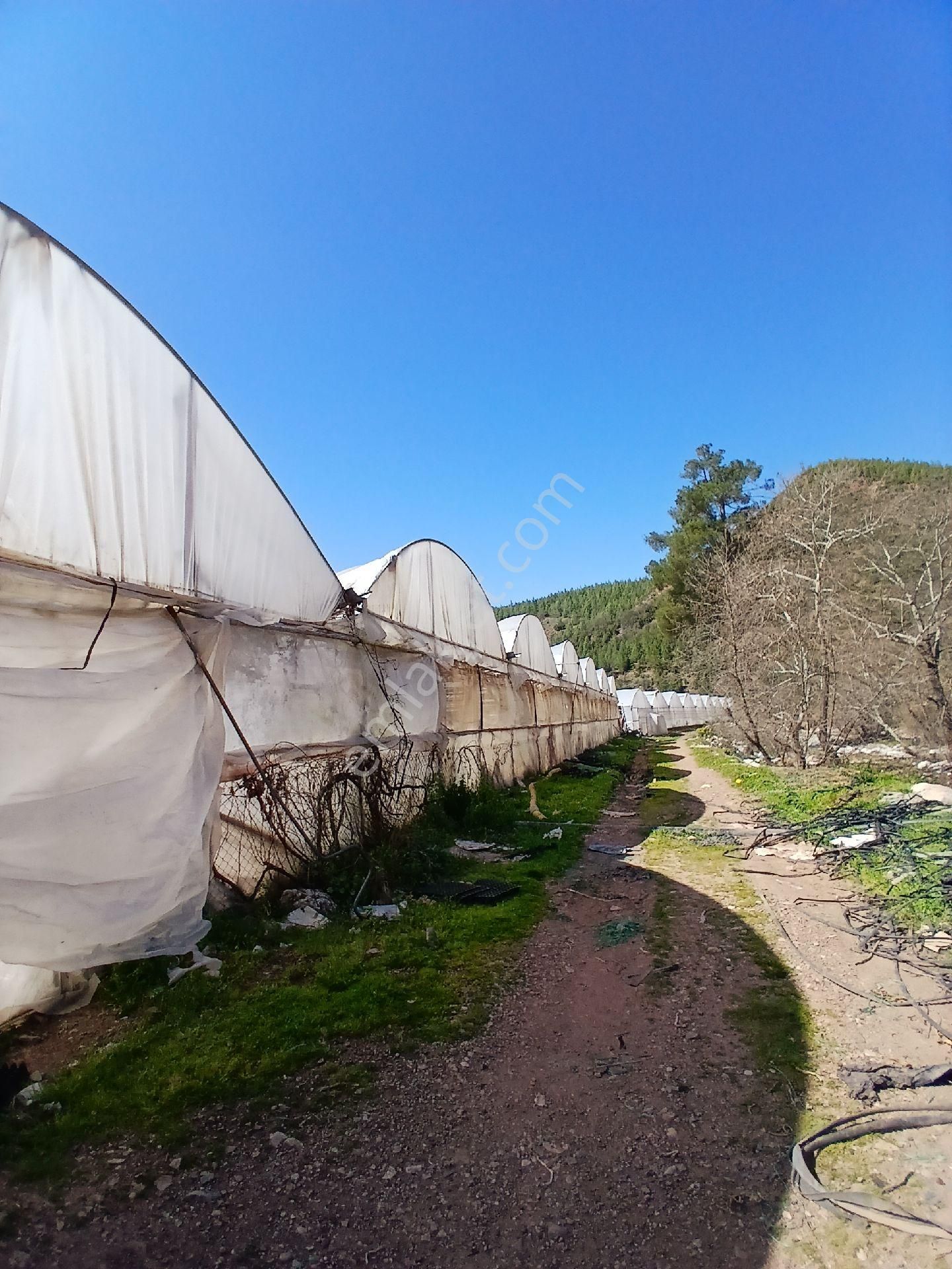 ‼️acil‼️ Satılık Hazır Sera - Görsel 17