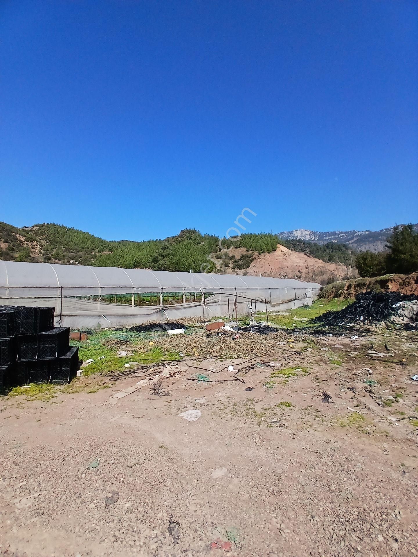 ‼️acil‼️ Satılık Hazır Sera - Görsel 6