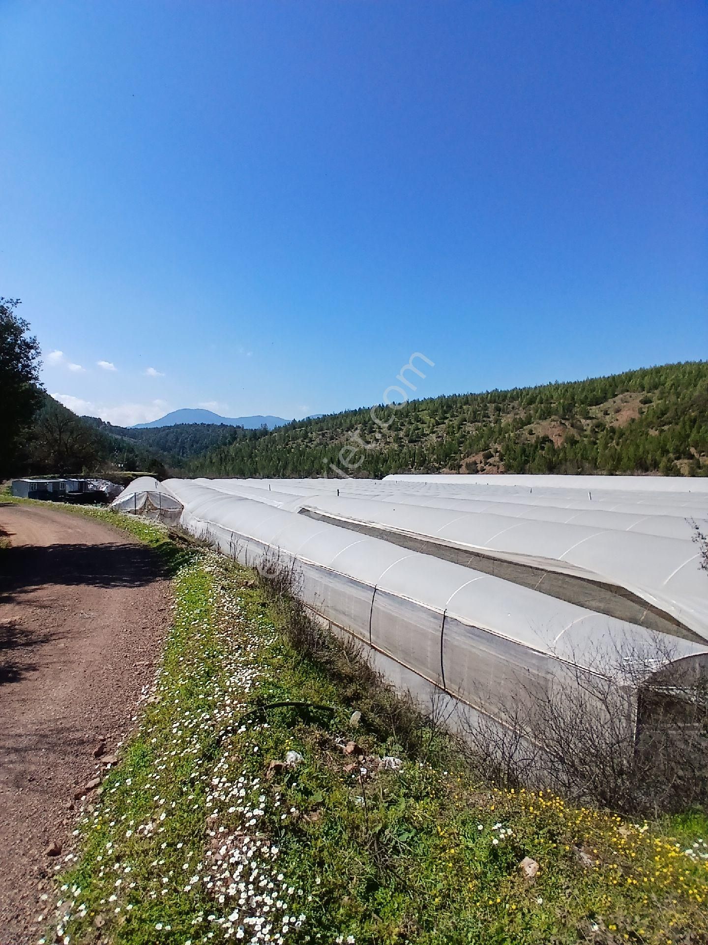 ‼️acil‼️ Satılık Hazır Sera - Görsel 15