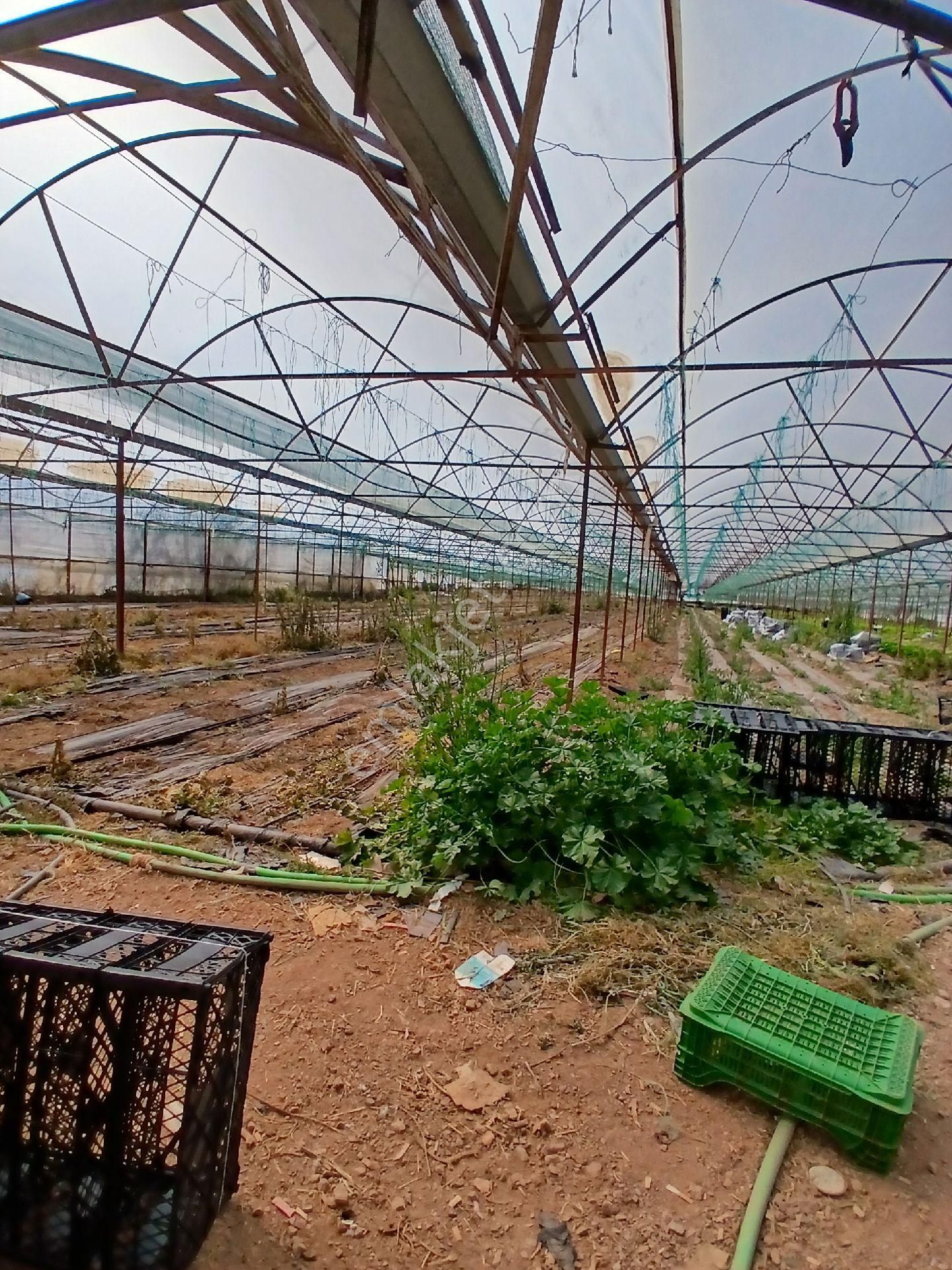 ‼️acil‼️ Satılık Hazır Sera - Görsel 19