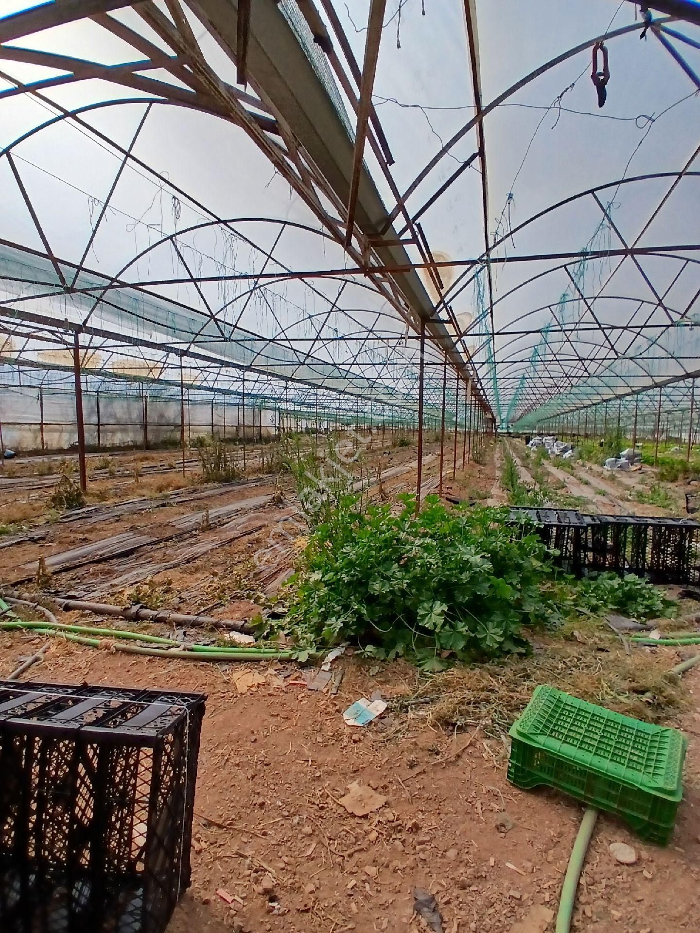 ‼️acil‼️ Satılık Hazır Sera - Görsel 18