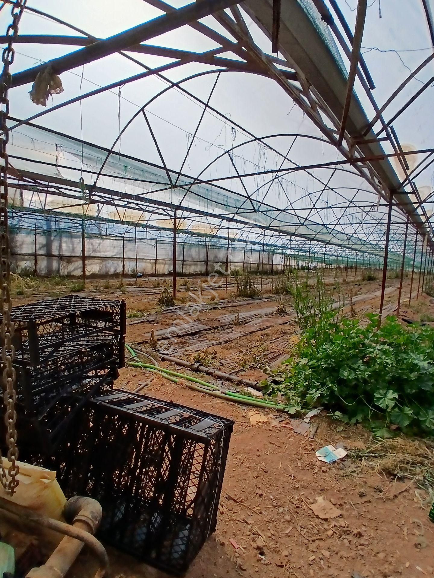 ‼️acil‼️ Satılık Hazır Sera - Görsel 20