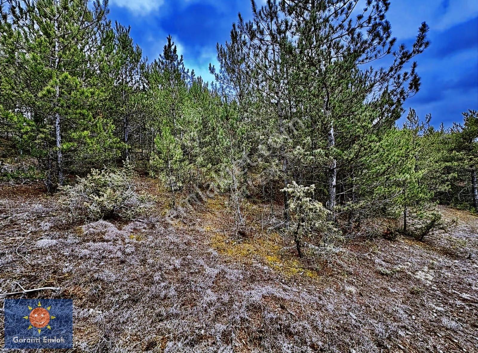 Satılık Saklı Cennet! 7 Dönüm Arazi,3.500 M2'si Özel Çam Ormanlı - Görsel 7