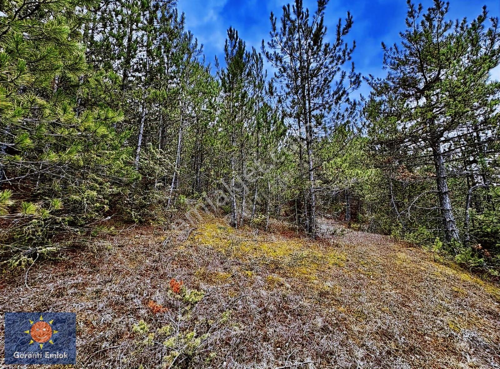 Satılık Saklı Cennet! 7 Dönüm Arazi,3.500 M2'si Özel Çam Ormanlı - Görsel 30