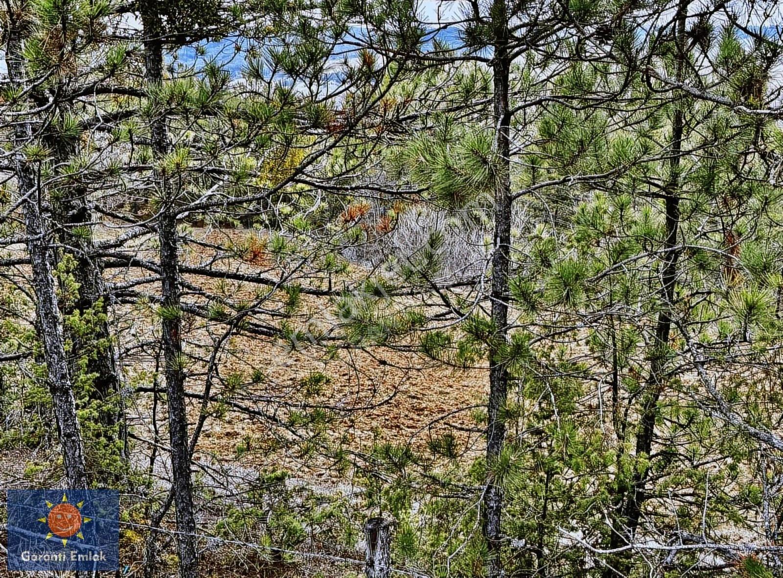 Satılık Saklı Cennet! 7 Dönüm Arazi,3.500 M2'si Özel Çam Ormanlı - Görsel 12