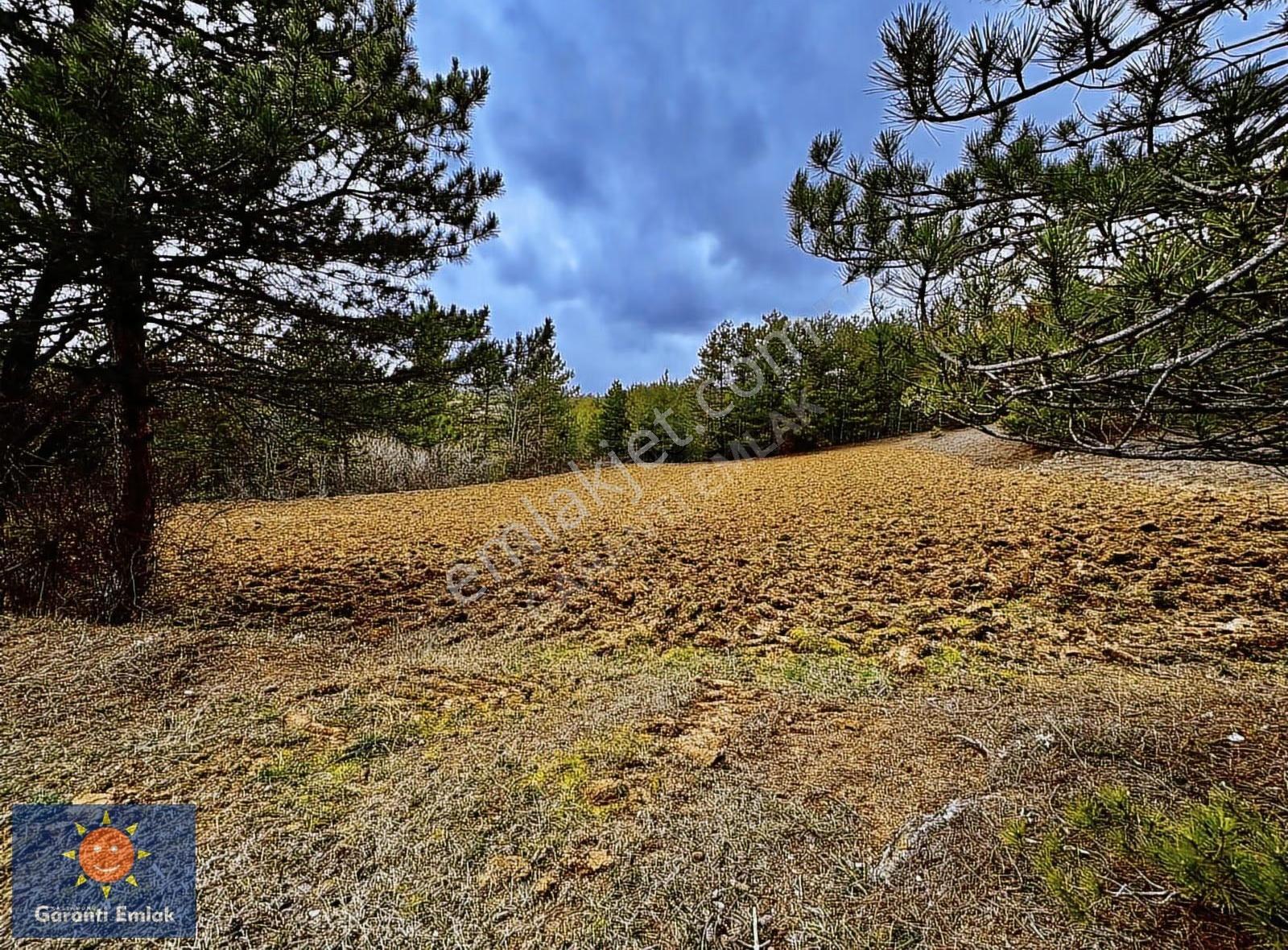 Satılık Saklı Cennet! 7 Dönüm Arazi,3.500 M2'si Özel Çam Ormanlı - Görsel 9