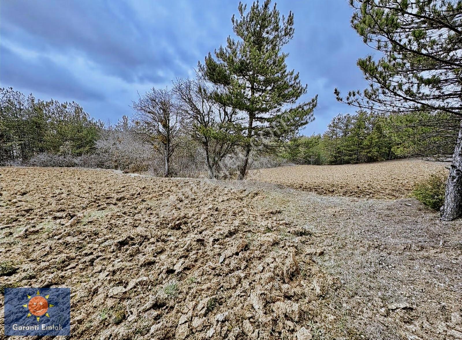 Satılık Saklı Cennet! 7 Dönüm Arazi,3.500 M2'si Özel Çam Ormanlı - Görsel 17