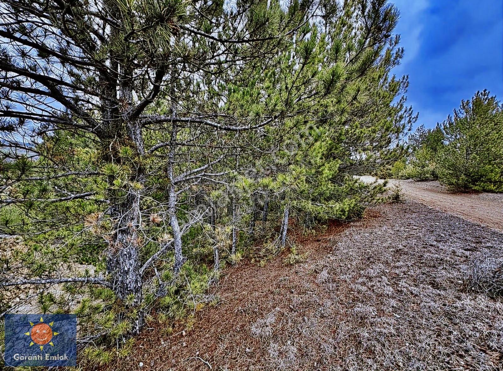 Satılık Saklı Cennet! 7 Dönüm Arazi,3.500 M2'si Özel Çam Ormanlı - Görsel 34
