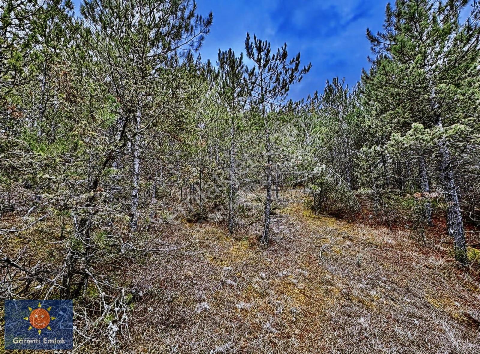 Satılık Saklı Cennet! 7 Dönüm Arazi,3.500 M2'si Özel Çam Ormanlı - Görsel 8