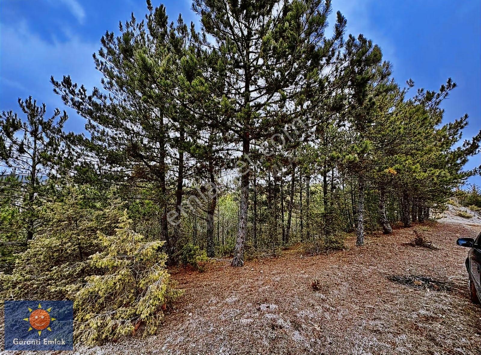 Satılık Saklı Cennet! 7 Dönüm Arazi,3.500 M2'si Özel Çam Ormanlı - Görsel 2