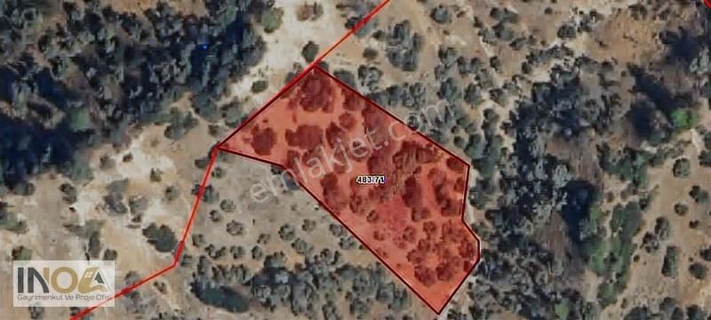 Satılık Zeytinlik Bahçe: 3800m², 30 Ağaç, Yatırım Fırsatı - Görsel 2