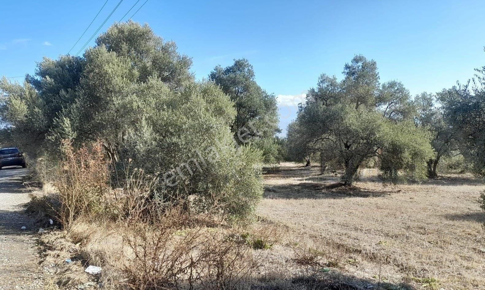 Aydın Bozdoğan Da Nazilli Yoluna 127 Metre Cepheli Zeytinlik - Görsel 3