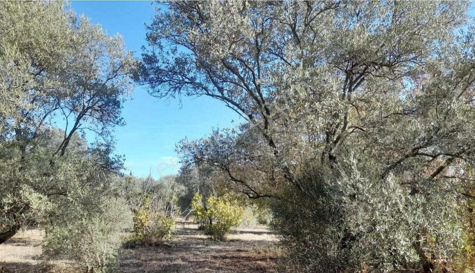 Aydın Bozdoğan Da Nazilli Yoluna 127 Metre Cepheli Zeytinlik - Görsel 8