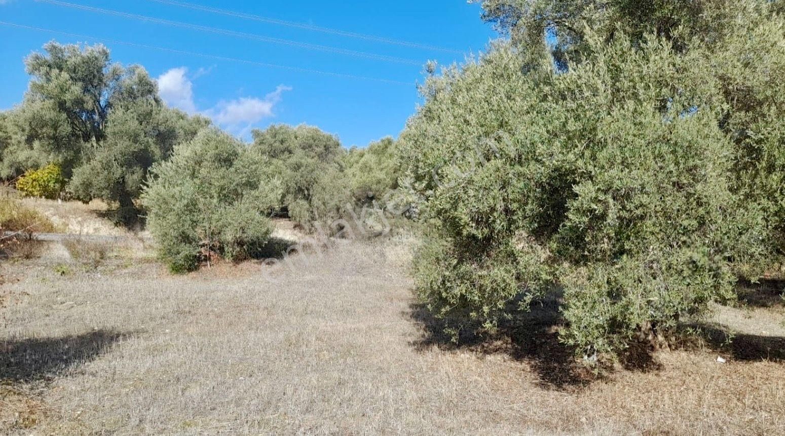 Aydın Bozdoğan Da Nazilli Yoluna 127 Metre Cepheli Zeytinlik - Görsel 5