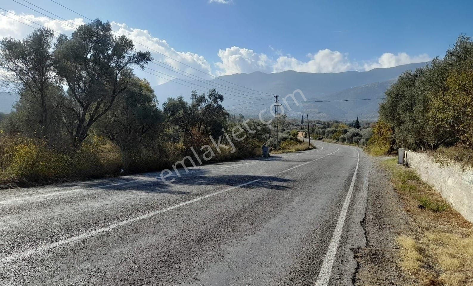 Aydın Bozdoğan Da Nazilli Yoluna 127 Metre Cepheli Zeytinlik - Görsel 6