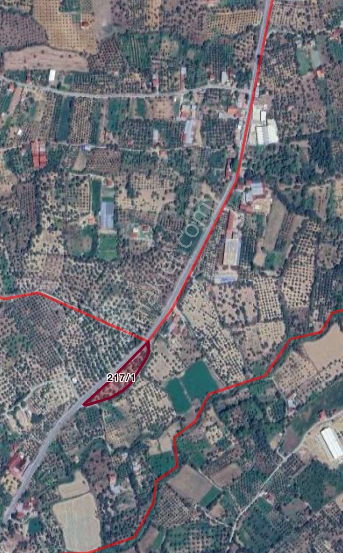 Aydın Bozdoğan Da Nazilli Yoluna 127 Metre Cepheli Zeytinlik - Görsel 2