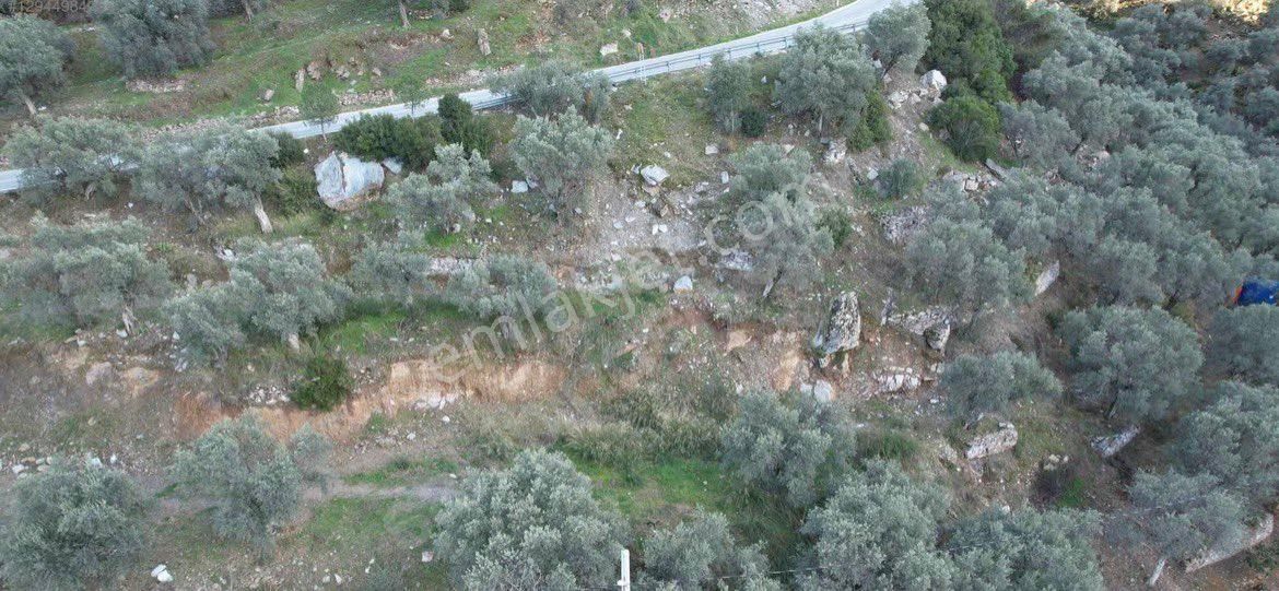 Şirince Yolunda 2640 M2 Zeytinlik - Görsel 4