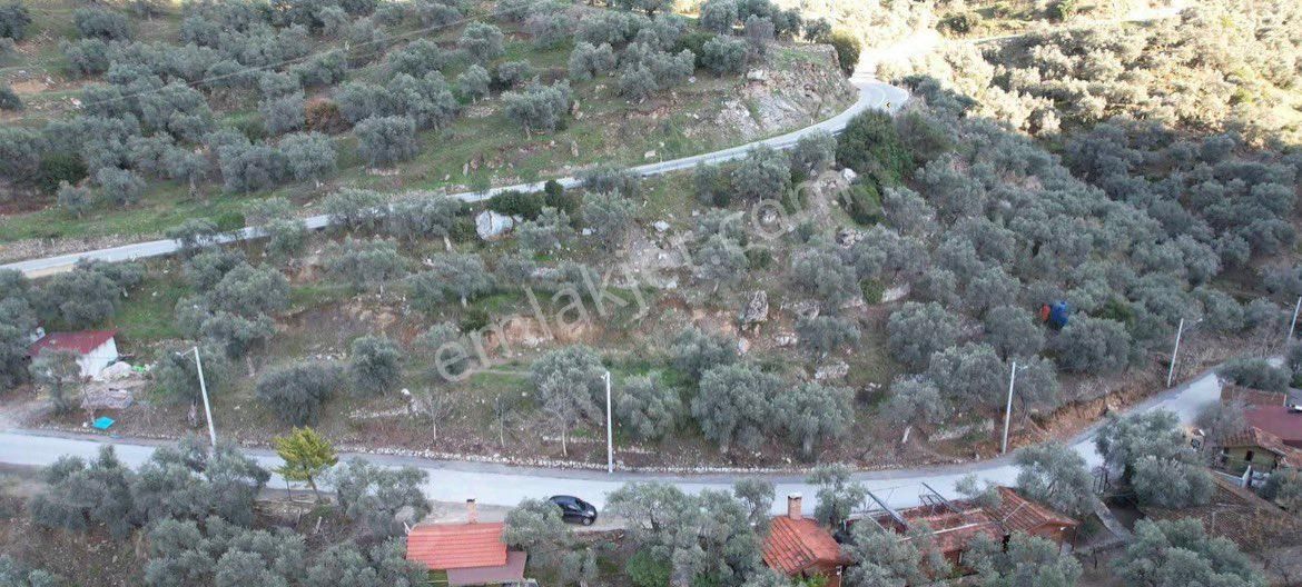 Şirince Yolunda 2640 M2 Zeytinlik - Görsel 12