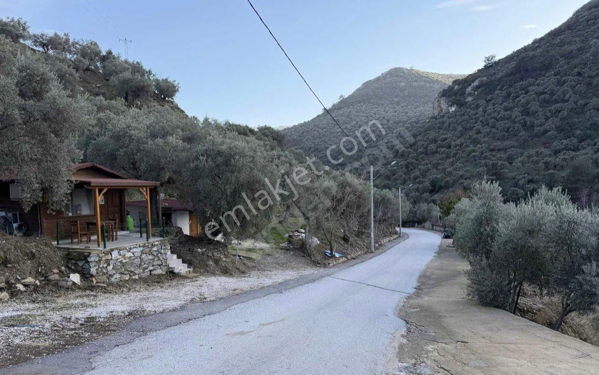 Şirince Yolunda 2640 M2 Zeytinlik - Görsel 20