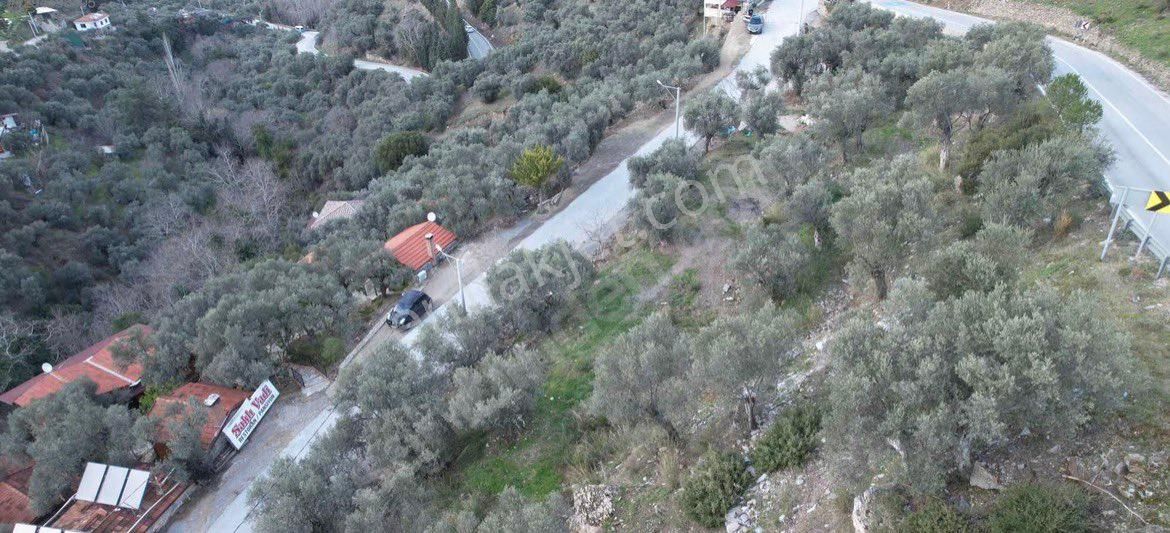 Şirince Yolunda 2640 M2 Zeytinlik - Görsel 3