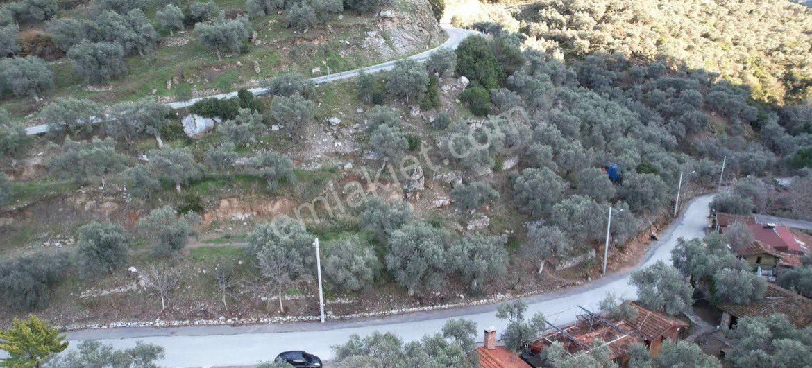Şirince Yolunda 2640 M2 Zeytinlik - Görsel 19